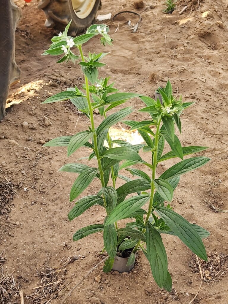 紫草2026年5月 2年根